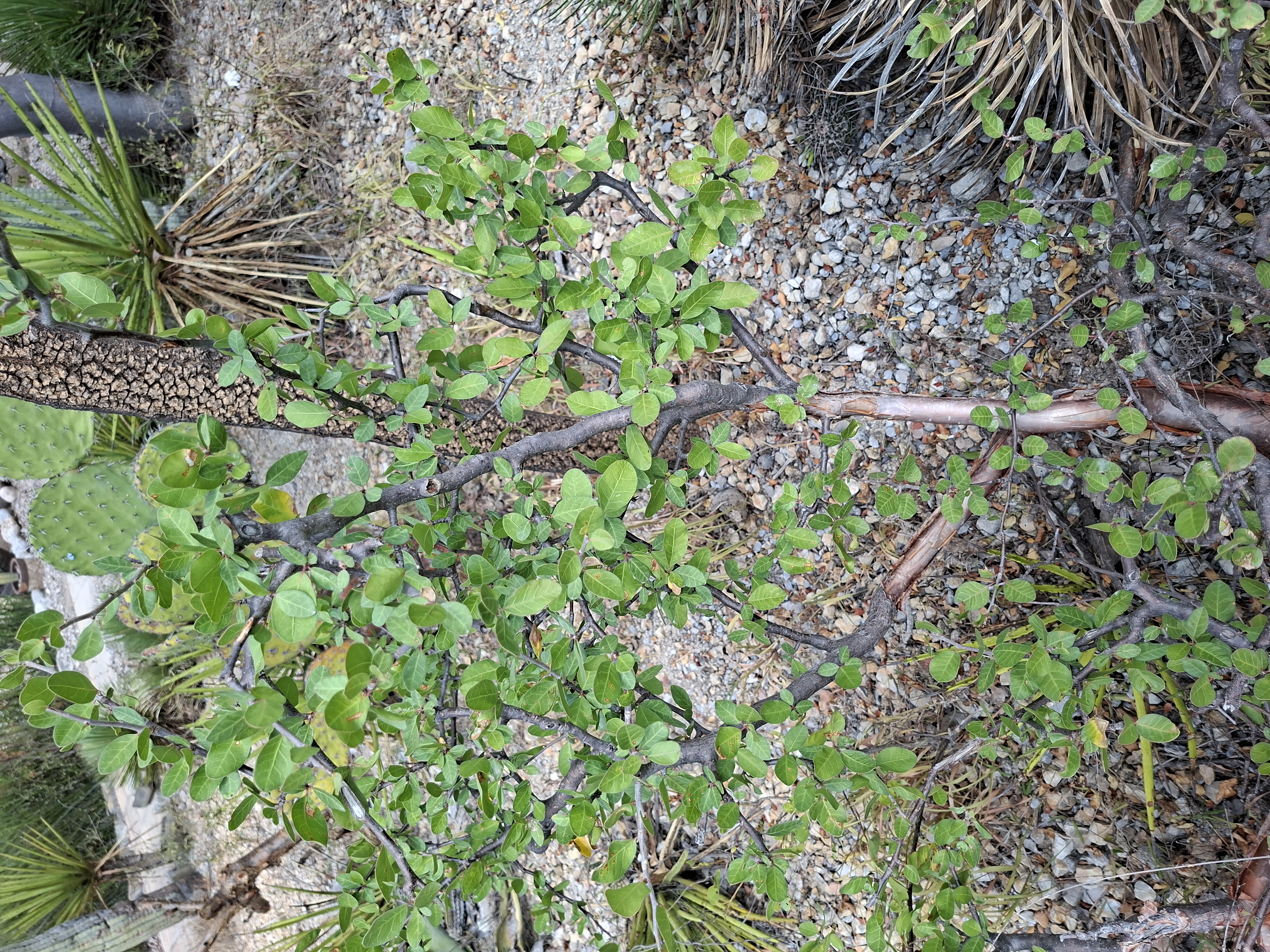 Unidentified specimen
