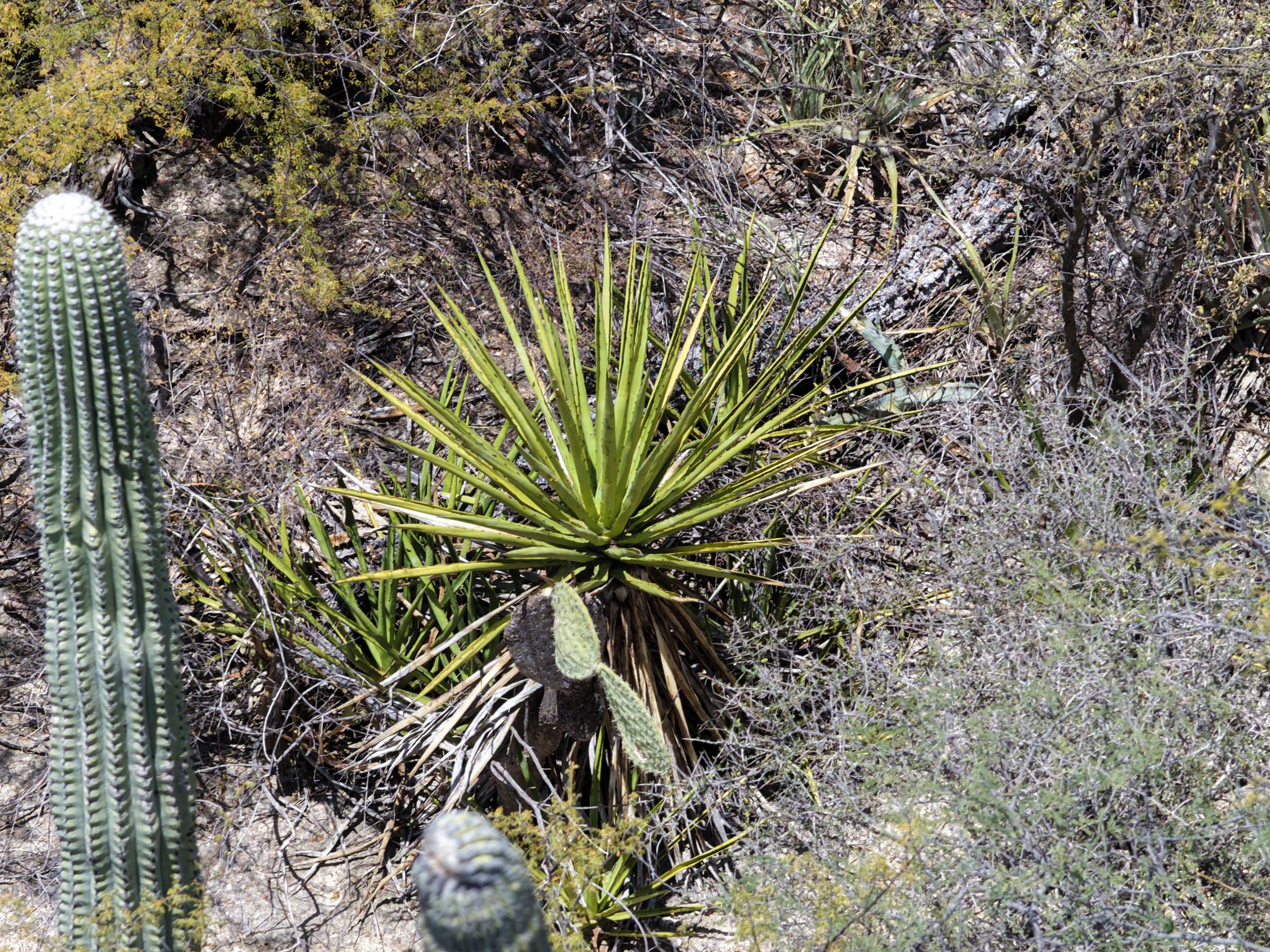 Unidentified specimen