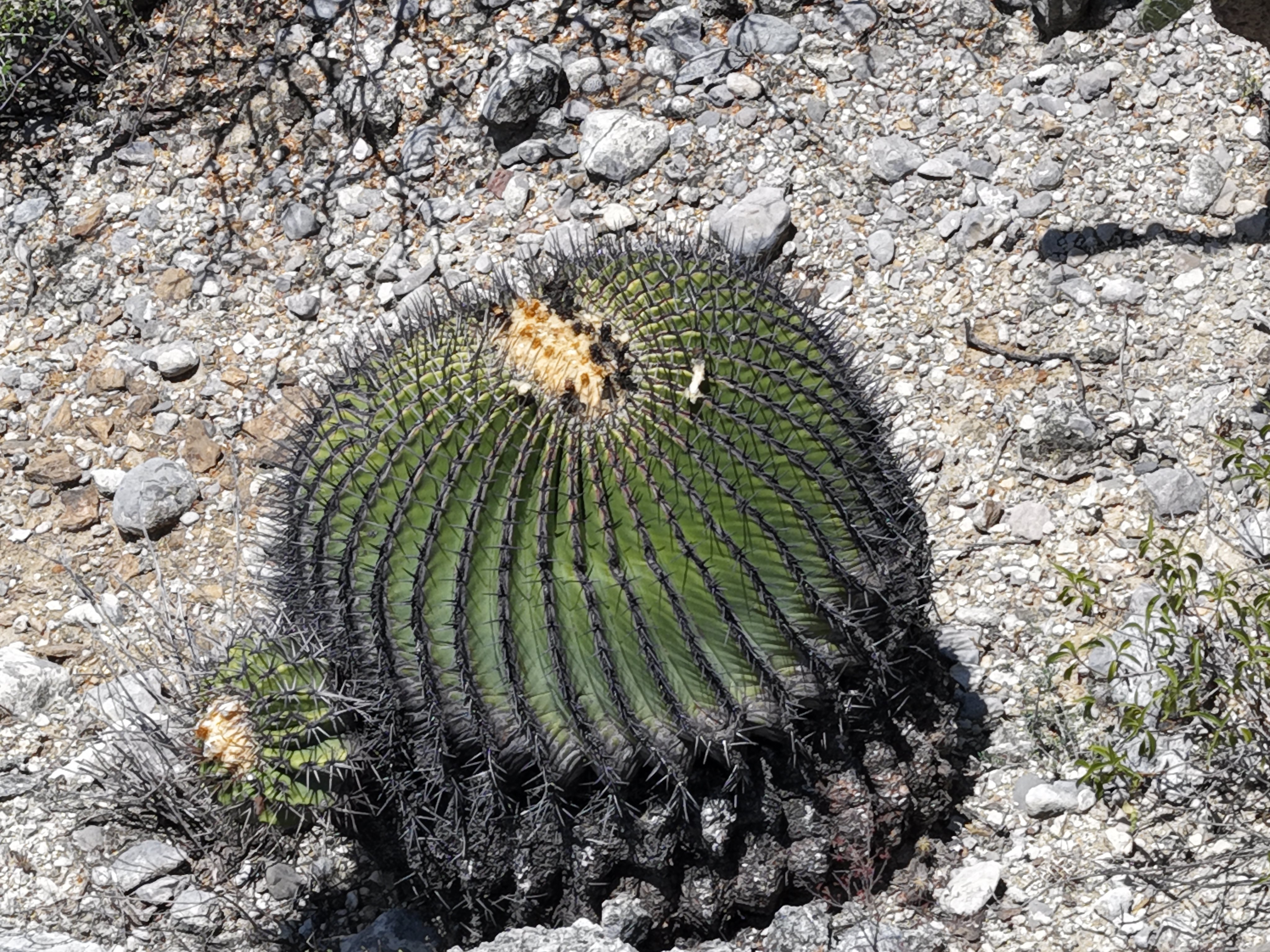 Kroenleinia grusonii
