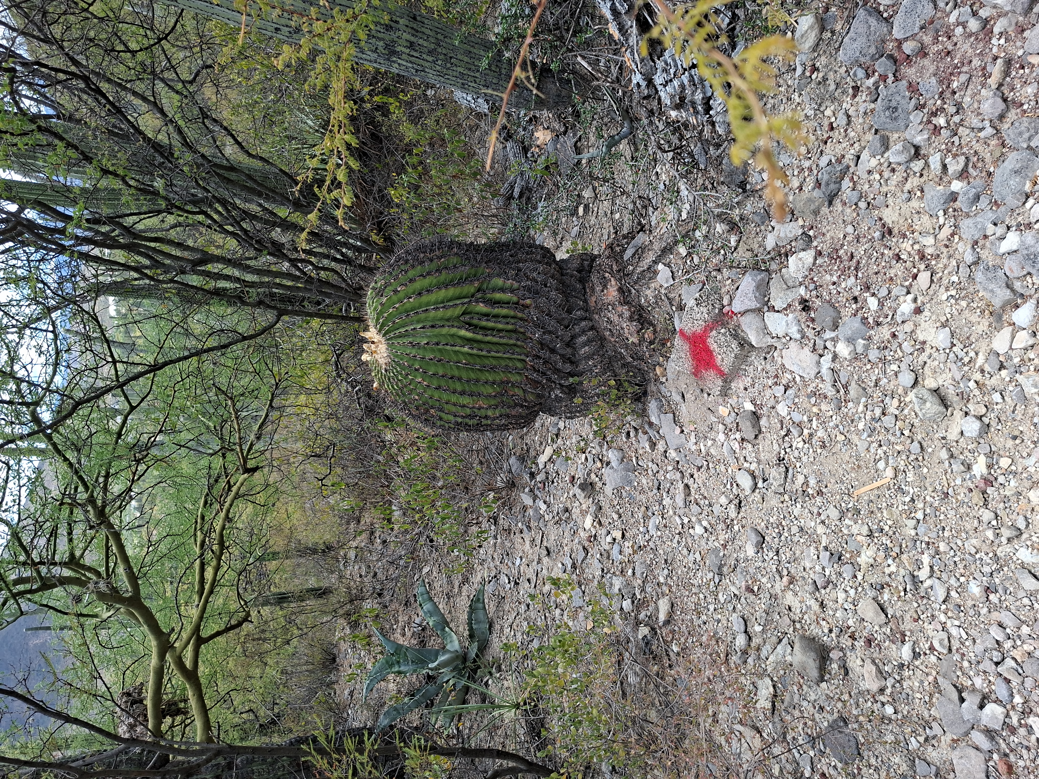 Unidentified specimen
