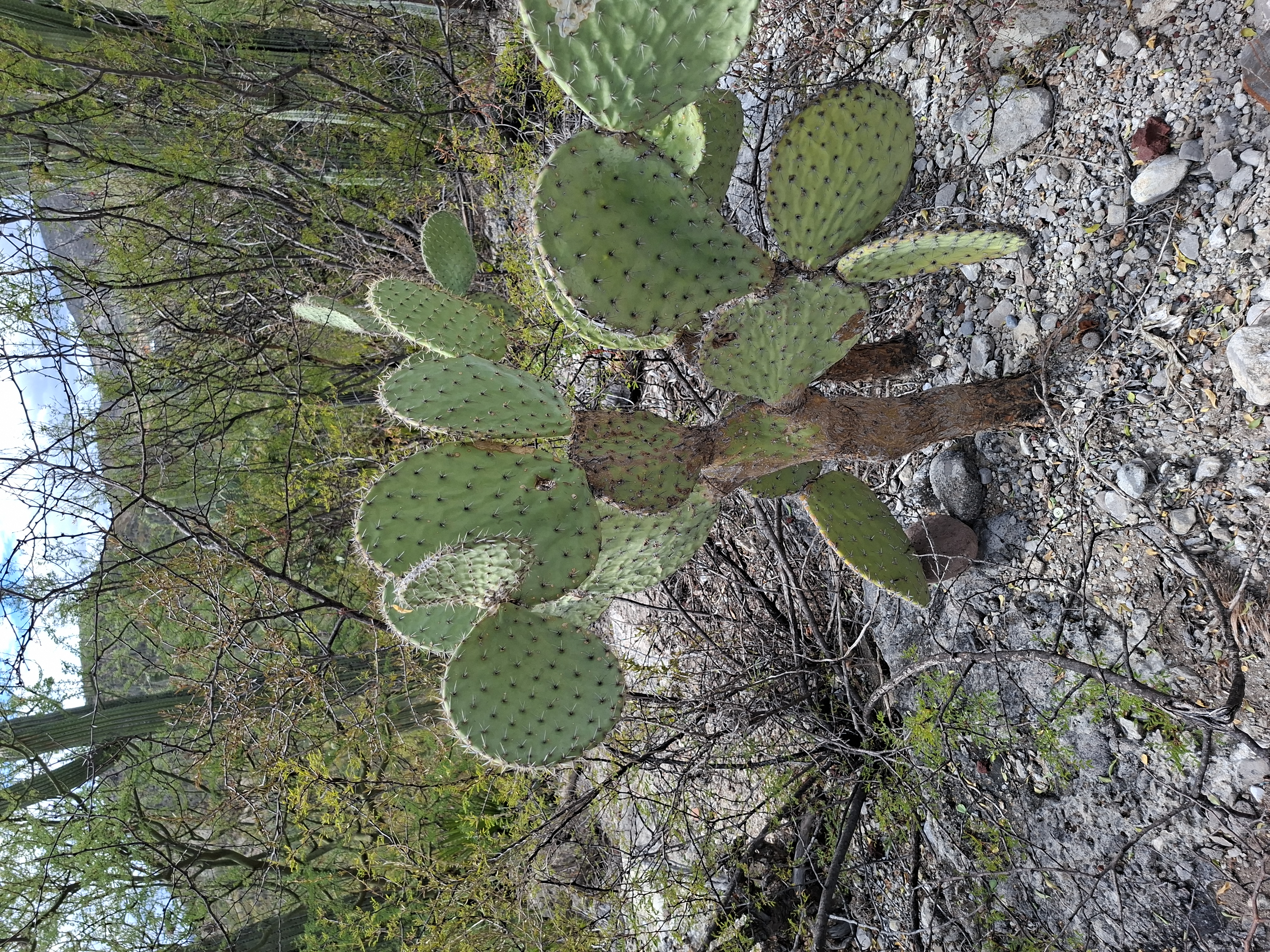 Unidentified specimen