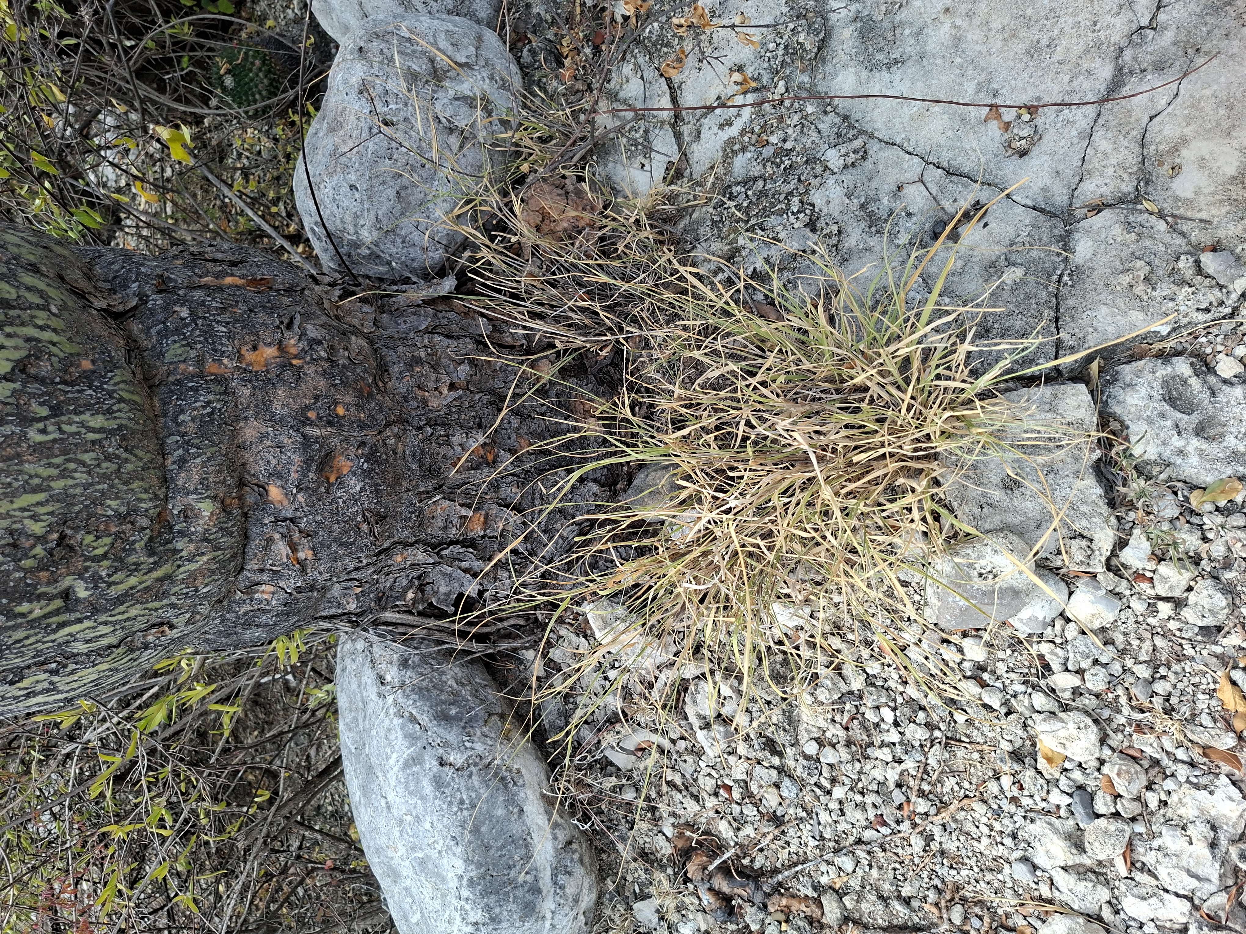Unidentified specimen