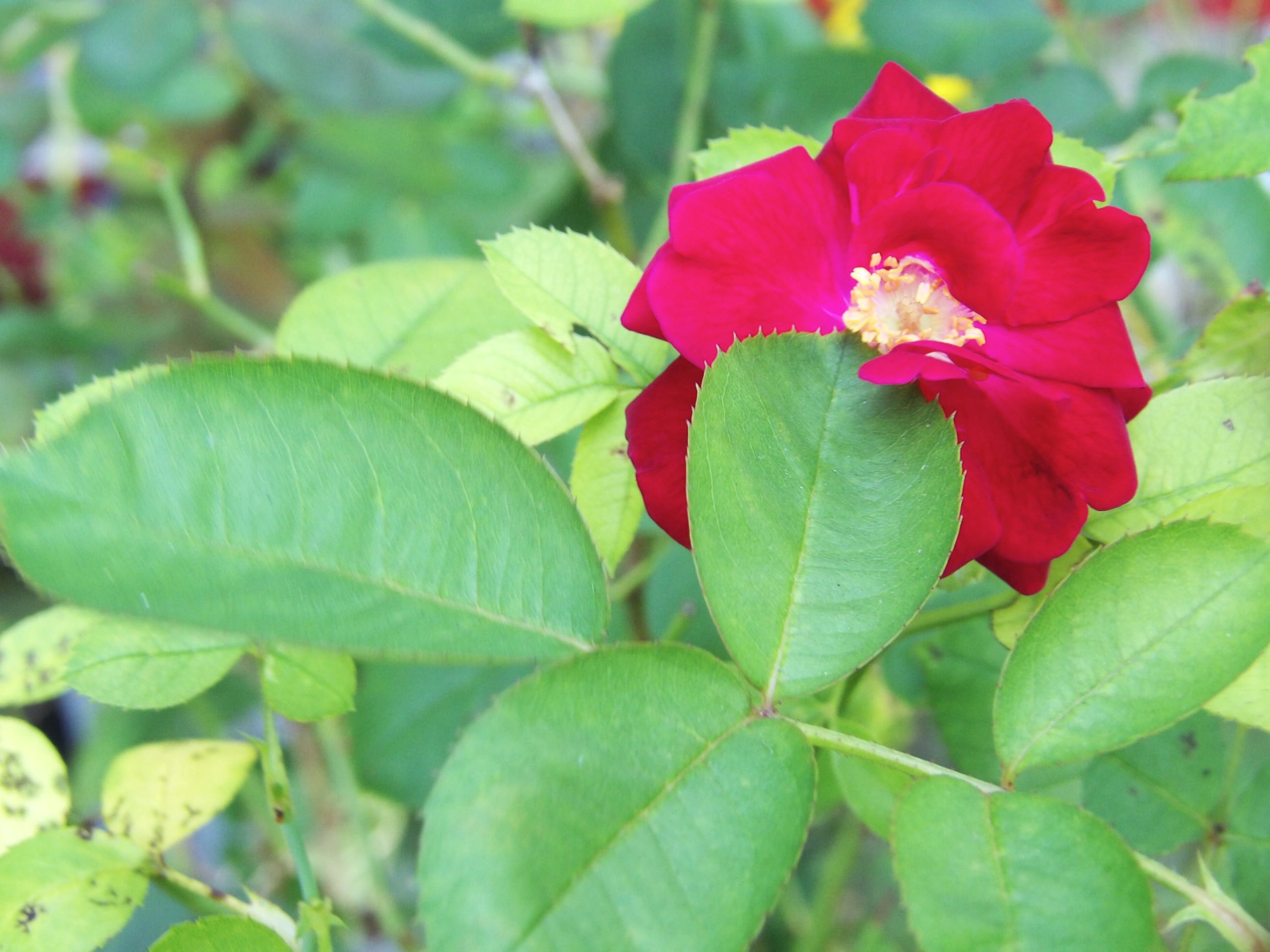 One of the last flowers in the garden. A lovely red rose surrounded by mint green leaves...