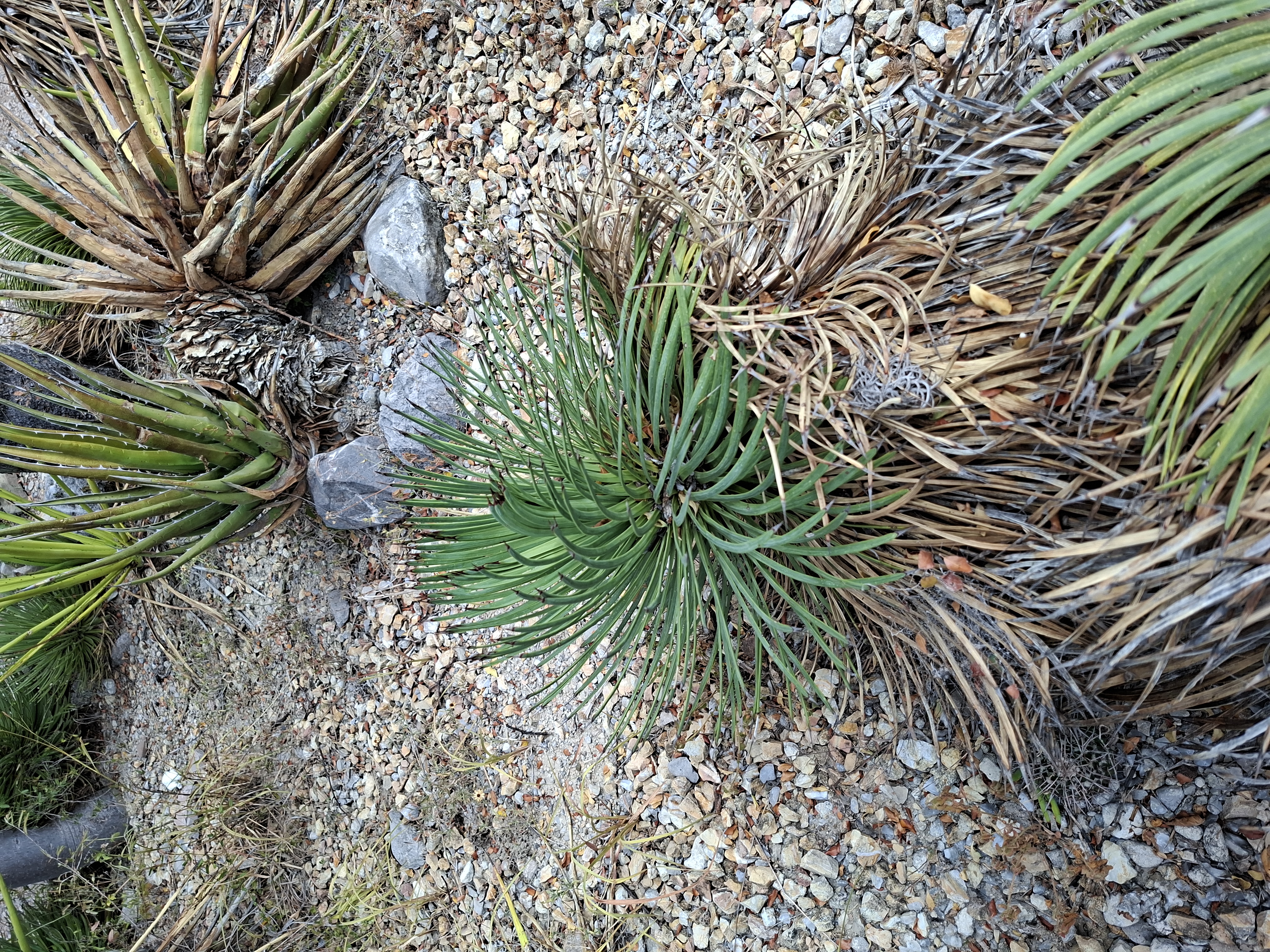 Unidentified specimen